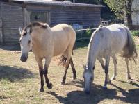 Vente de cheval : MAJESTAD DE L'EPINE
