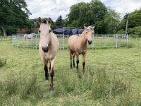 Vente de cheval : OSADO DE L'EPINE