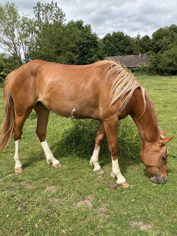 Vente de cheval : Nahitis de l?Akerone