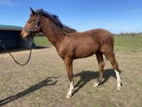 Vente de cheval : Old up du Poiret