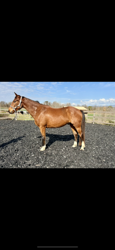 Vente de cheval : Loko du Diamonrosso 