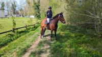 Vente de cheval : Jolie coeur