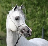 Vente de cheval : Salman Chah Name