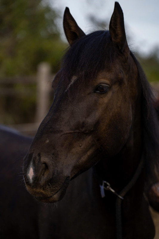 Vente de chevaux