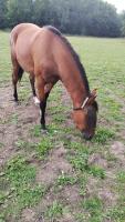 Vente de cheval : Nitro