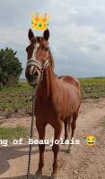 Vente de cheval : Rokyrev