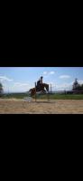 Vente de cheval : Roky