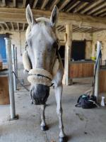 Vente de cheval : Porto 