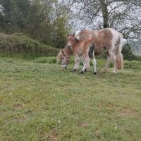 Vente de poney