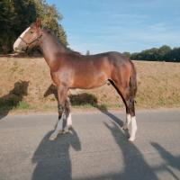 Vente de cheval : Prince de Guesnelire 