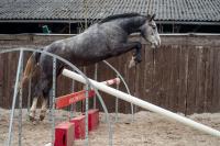 Vente de cheval : Jackpot des Meulieres