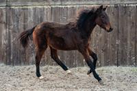 Vente de cheval : Mazikeen des Meulieres