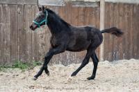 Vente de cheval : Maximus des Meulieres