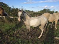 Vente de cheval : power