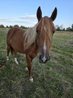 Vente de cheval : niravana sk cool
