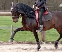Vente de cheval : Mandela