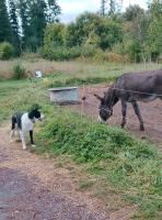 Vente de cheval : Caramel et Cacao