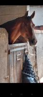Vente de cheval : Frnice Biats
