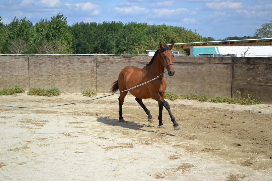 Vente de cheval : LUCHADOR XXXVII 