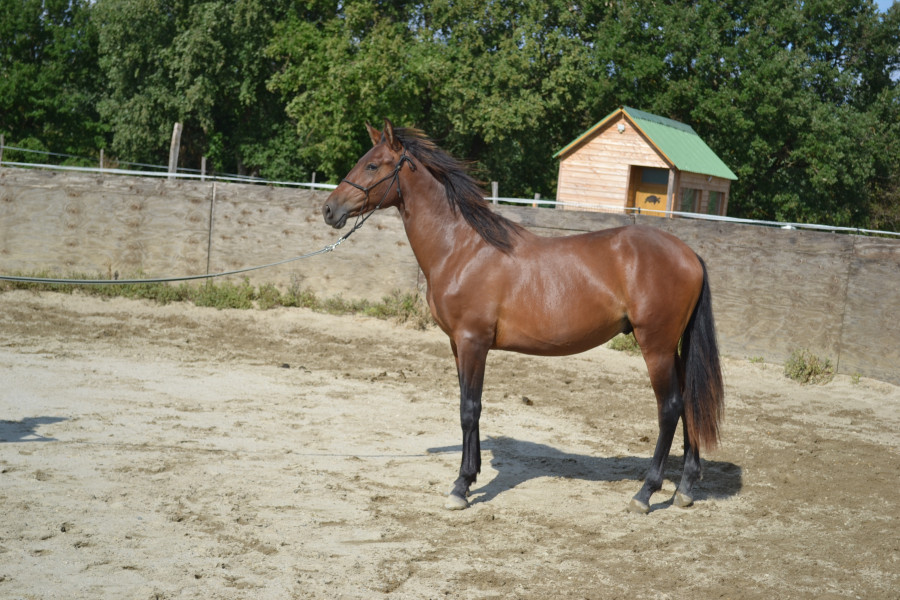 Vente de cheval : LUCHADOR XXXVII 