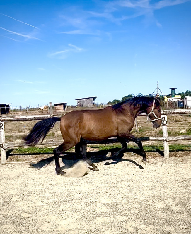 Vente de cheval : MACAO II