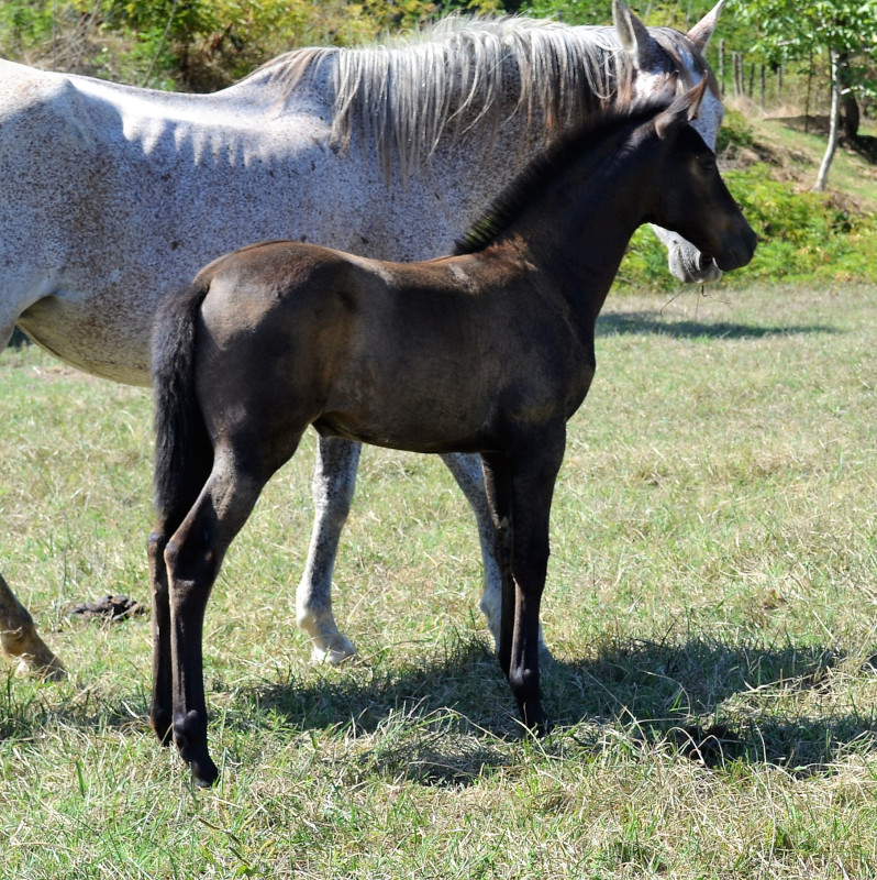 Vente de cheval : ESPERANZA