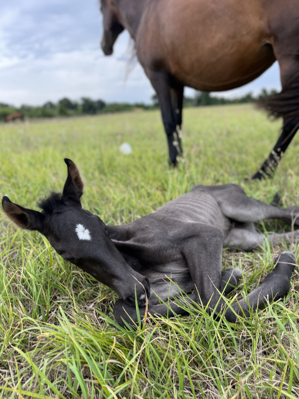 Vente de cheval : ULTIMA
