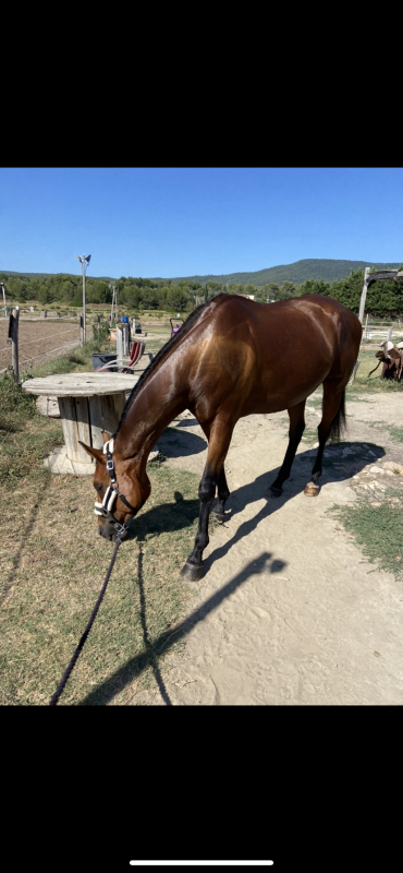Vente de cheval : CHANTE BLU 