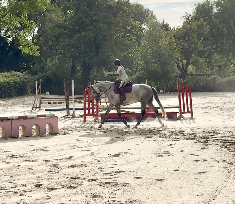 Vente de cheval : Jolie Star 