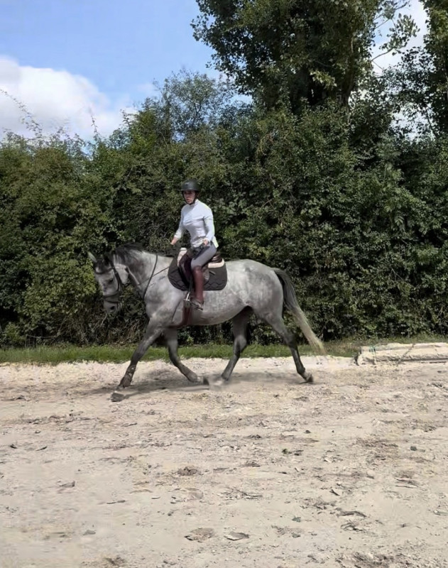 Vente de cheval : Jolie Star 