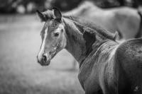 Vente de cheval : Nemedenn