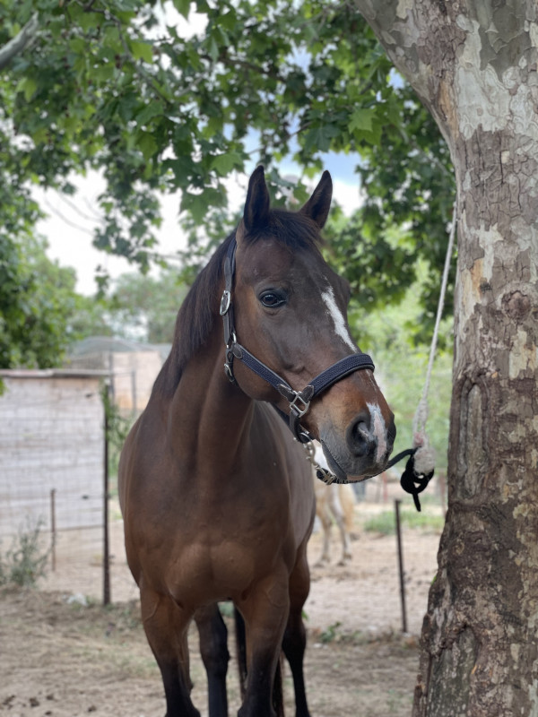 Vente de cheval : Diego de la Luth