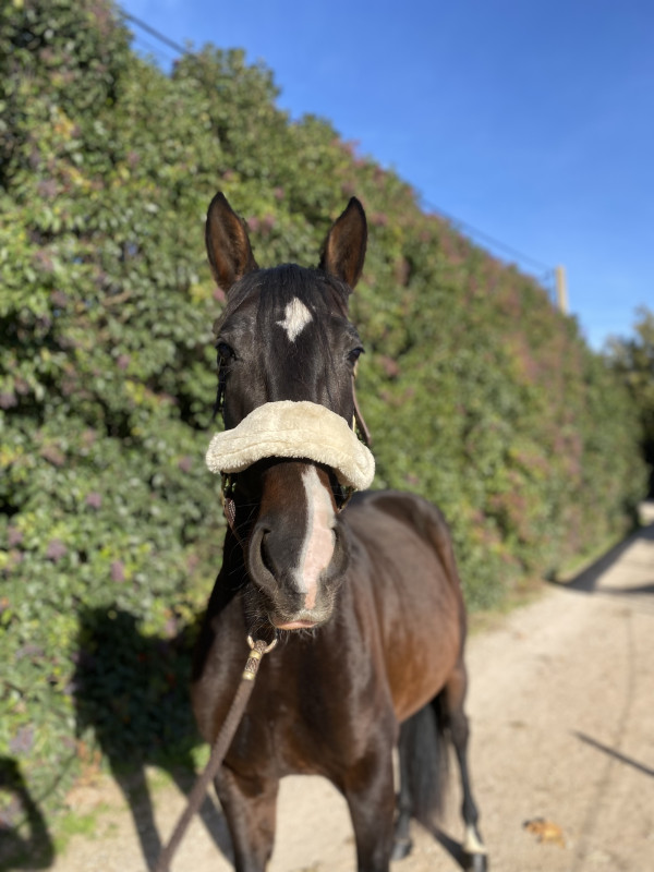Vente de cheval : Palermo pesqueril