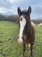 Vente de cheval : oural 