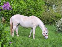 Vente de cheval : feria des fontaines