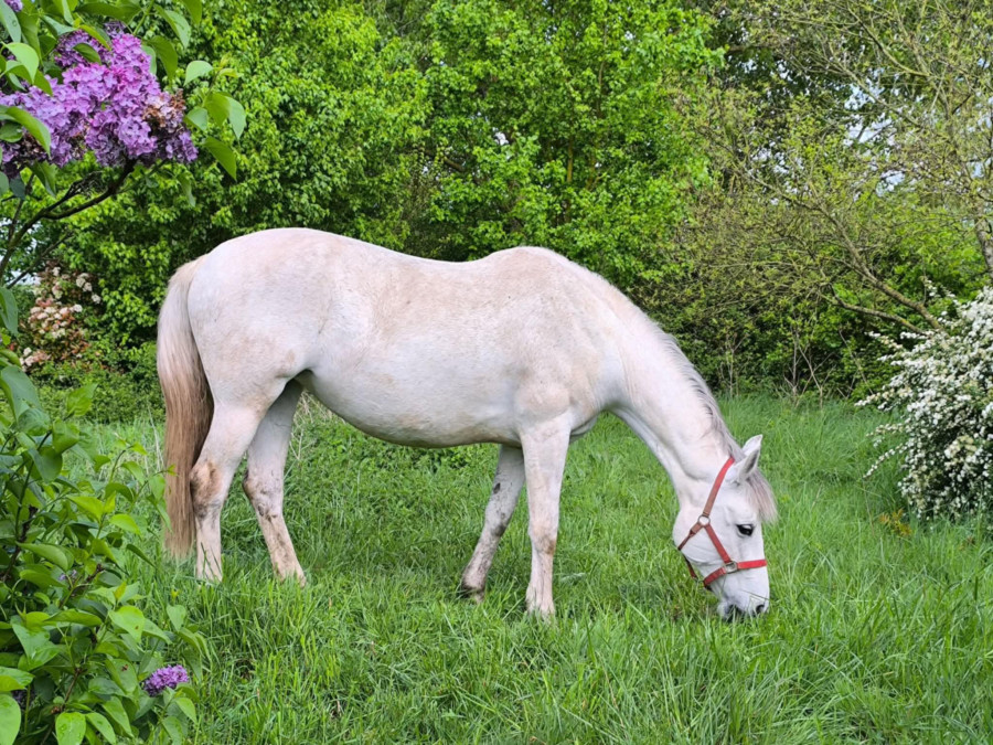 Vente de chevaux