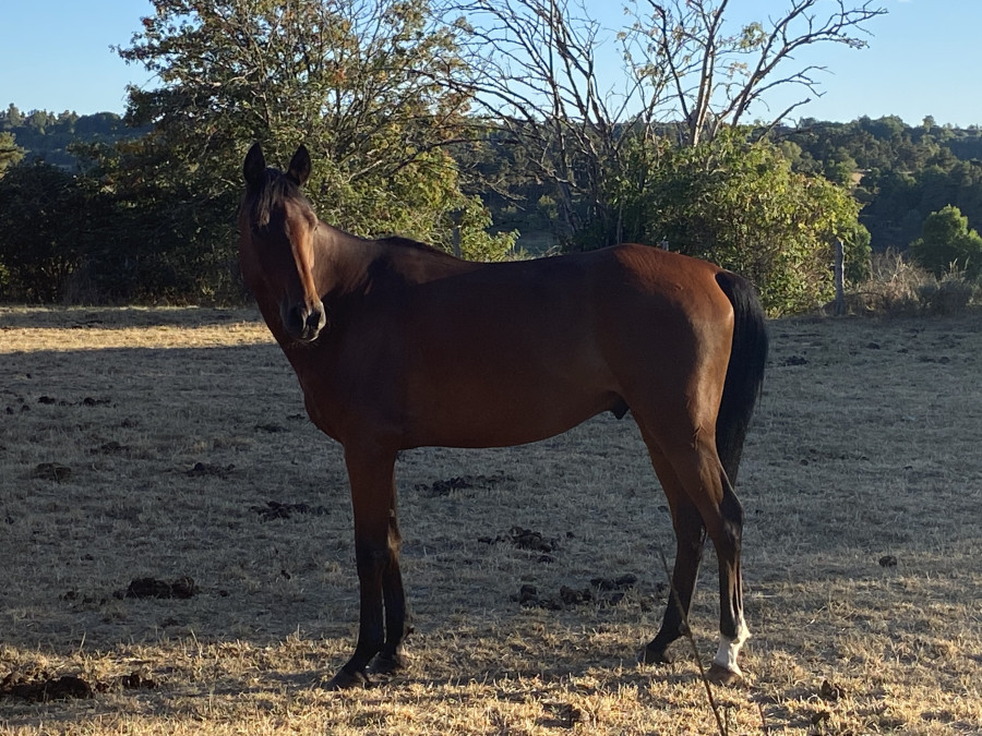 Vente de cheval : Evrest