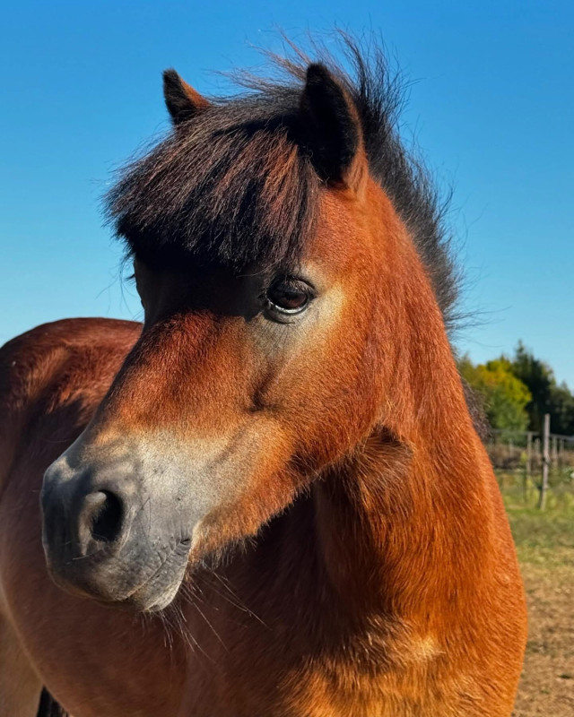 Vente de poney