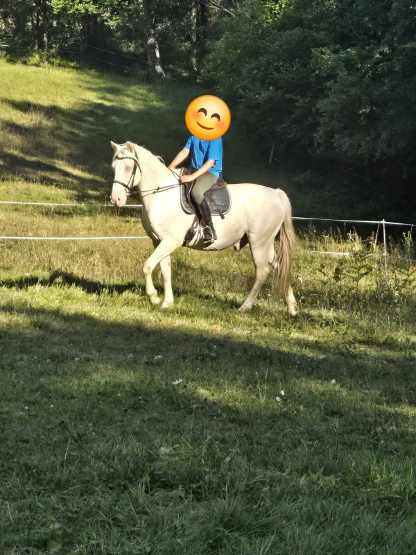 Vente de cheval : BURDY