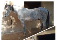 Vente de cheval : Fibo II