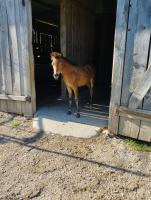 Vente de poney