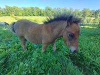 Vente de poney