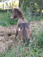 Vente de poney