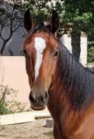 Vente de cheval : MYSTIK FUEGO D'AZUR