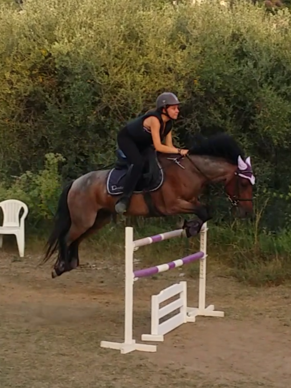 Vente de poney