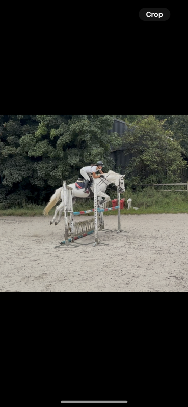 Vente de cheval : Baccara