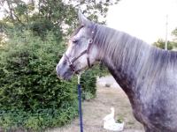 Vente de poney