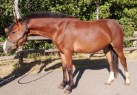 Vente de poney