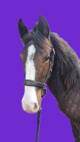 Vente de poney