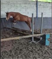 Vente de poney